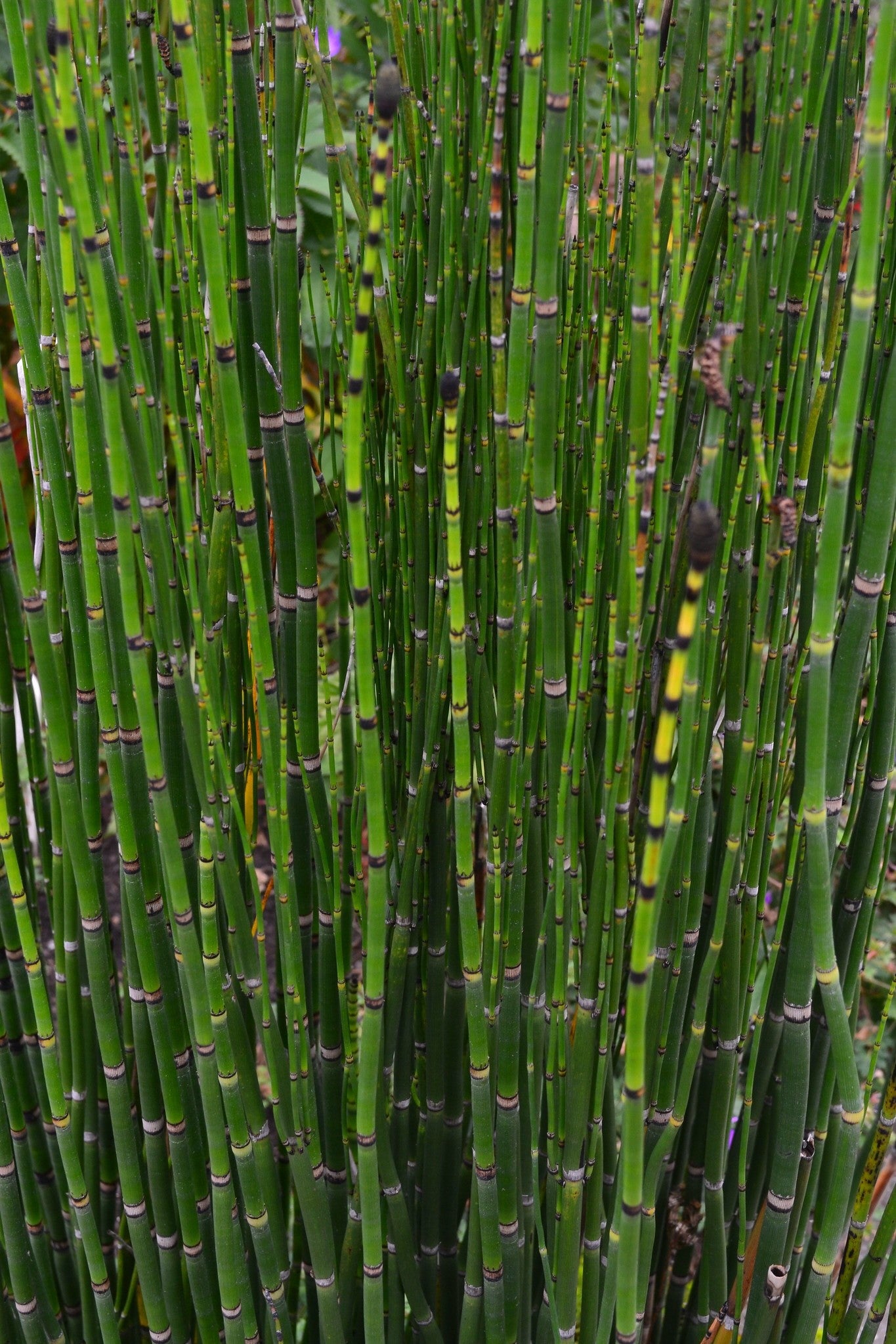 Equisetum hyemale