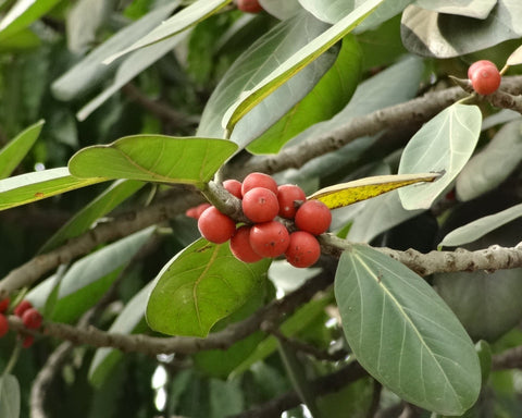 Ficus benghalensis