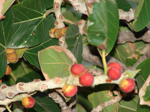 Ficus benghalensis