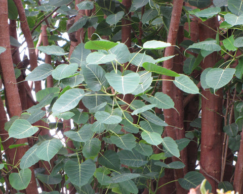 Ficus religiosa