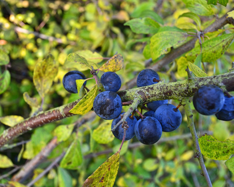 Fruit Plants: A Bounty of Flavor