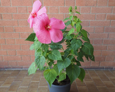 Hibiscus rosa