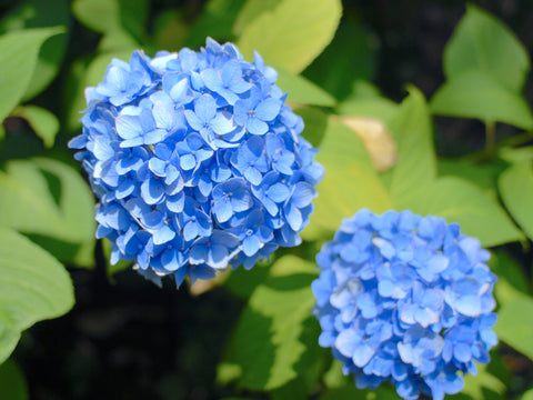 Hydrangea