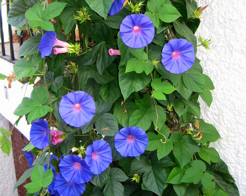 Ipomoea purpurea