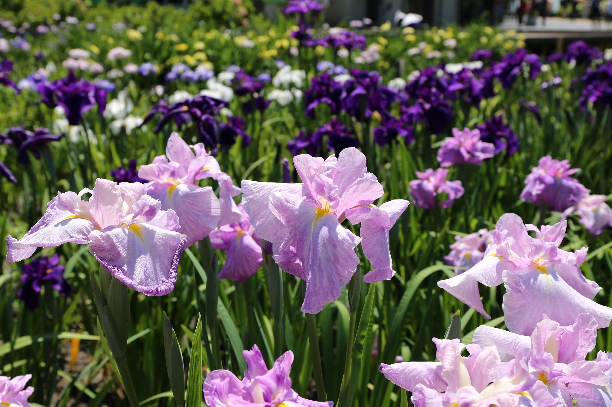 Iris ensata