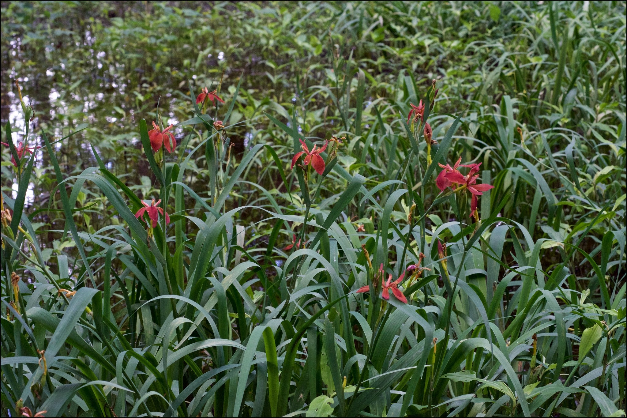 Iris fulva