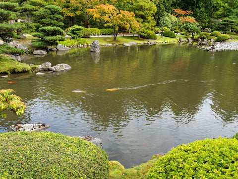 कोई तालाब के साथ जापानी गार्डन