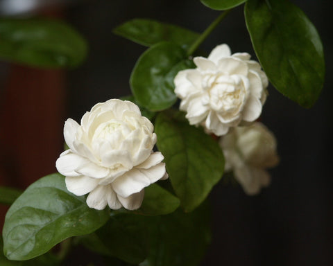 Jasminum sambac