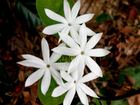 Jasminum