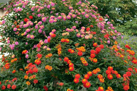 Lantana camara