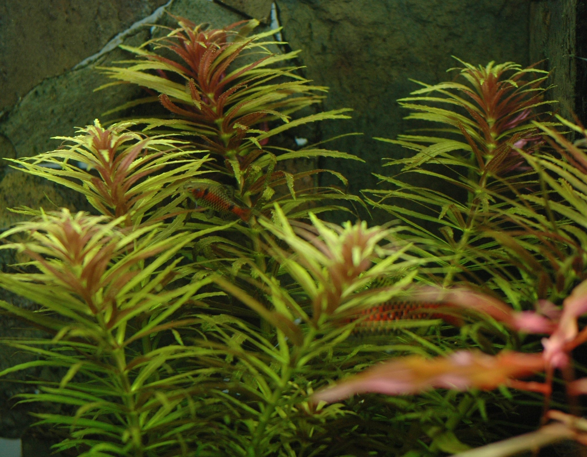 Limnophila aromatica