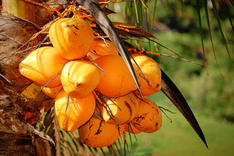 Malayan Orange Dwarf