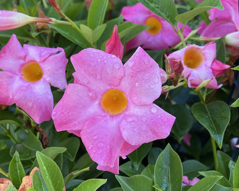 Mandevilla spp