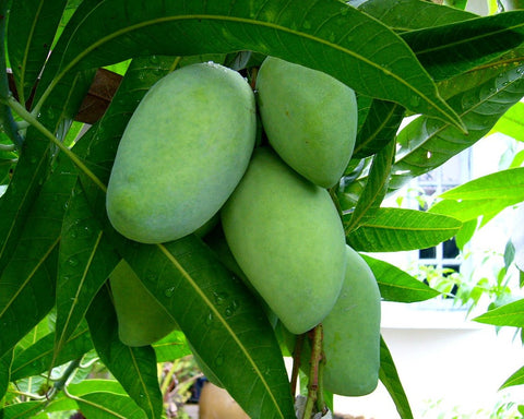 Mangifera indica