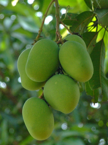 mango varieties
