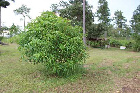 the mango tree