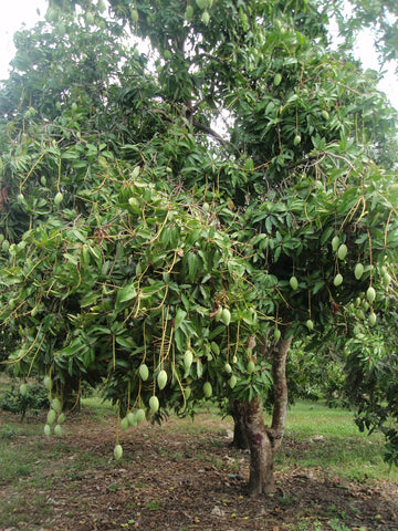 mangifera indica