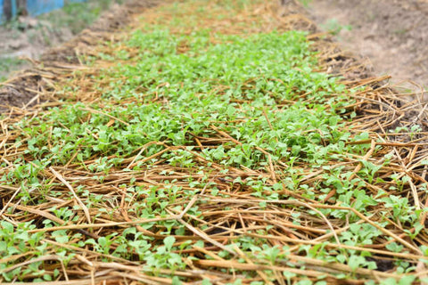 Mulching Straw