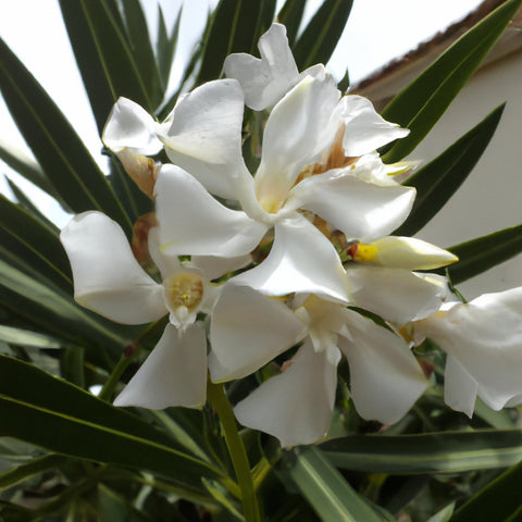 Nerium oleander common name