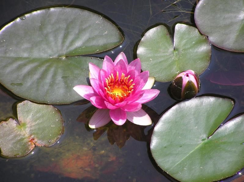 Nymphaea spp