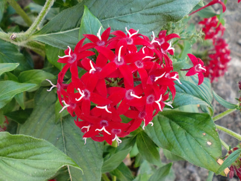 Pentas lanceolata