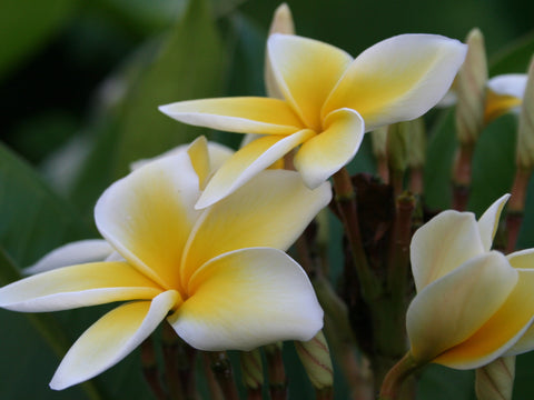 plumeria