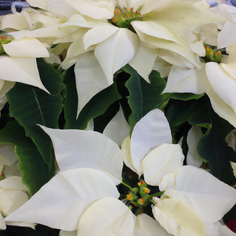 poinsettia plant for sale near rajamahendravaram, andhra pradesh