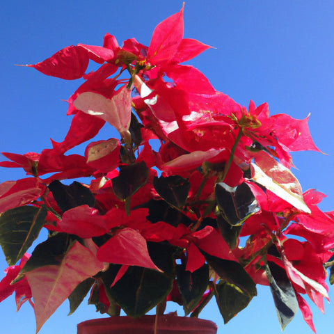 poinsettia మొక్క అమ్మకానికి