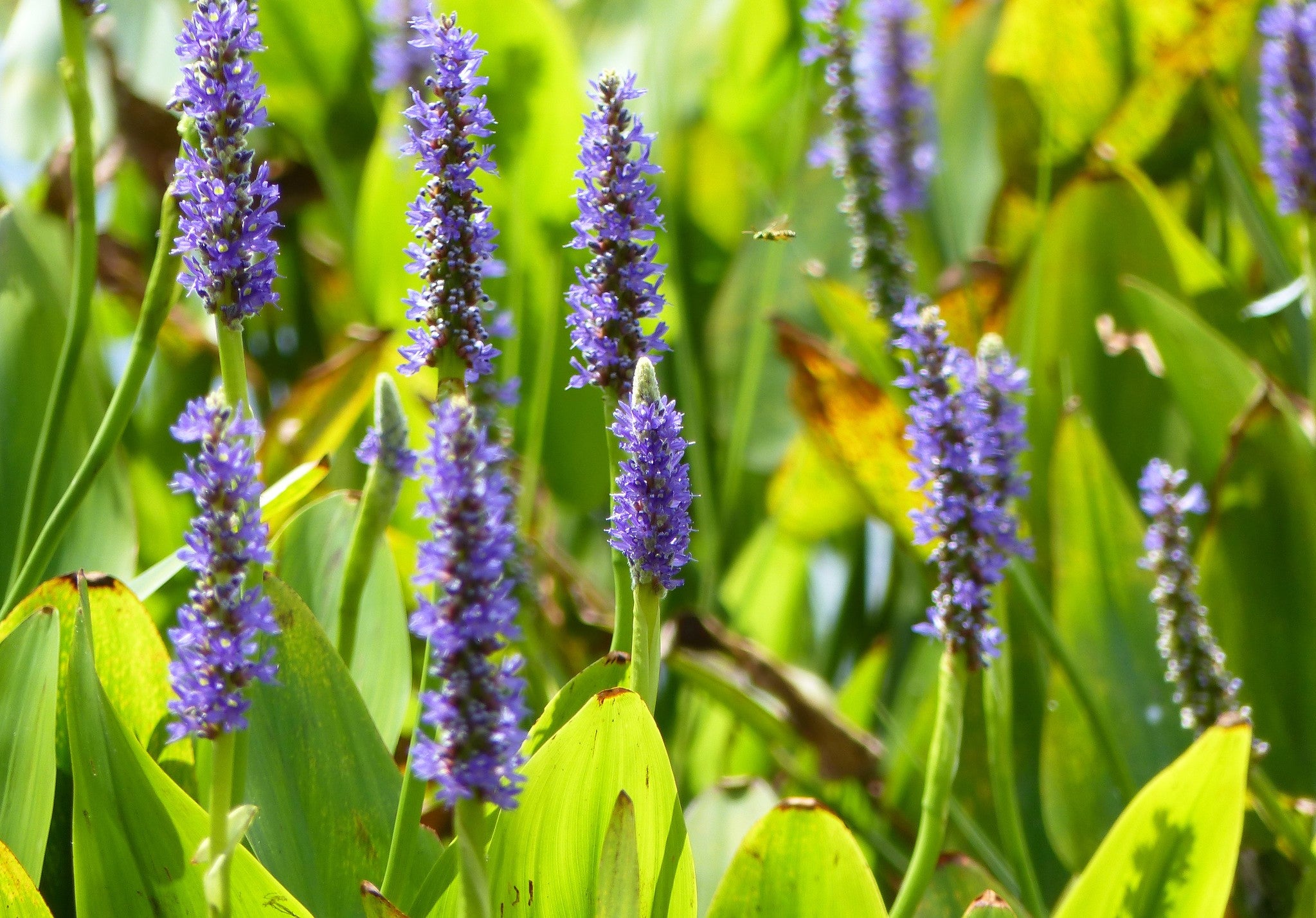 Pontederia cordata