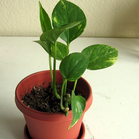 Pothos