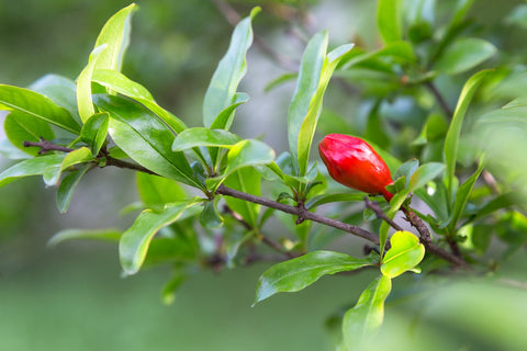 Punica granatum