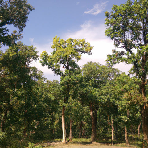 राजाजी राष्ट्रीय उद्यान