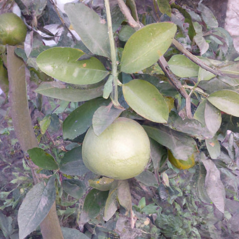 Rangapur Mosambi Plants