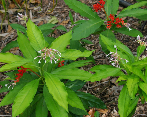 Rauvolfia serpentina