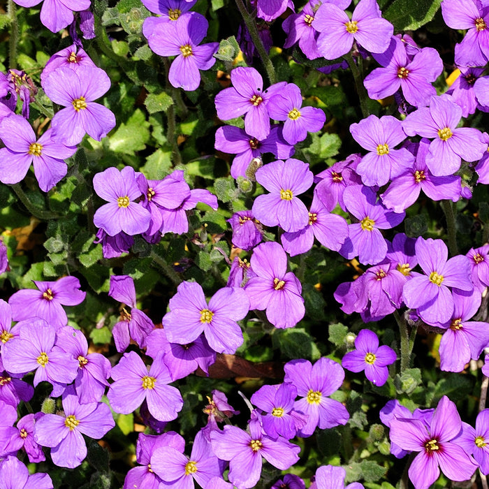 Aubrieta Rock Cress Plants for Sale - Add Vibrant Color to Your Garden ...