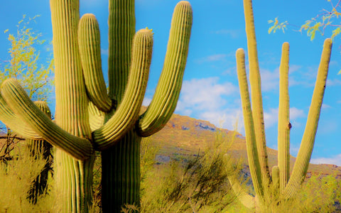 Saguaro