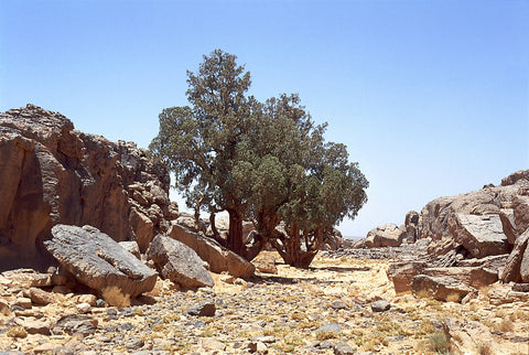 Sahara Cypress