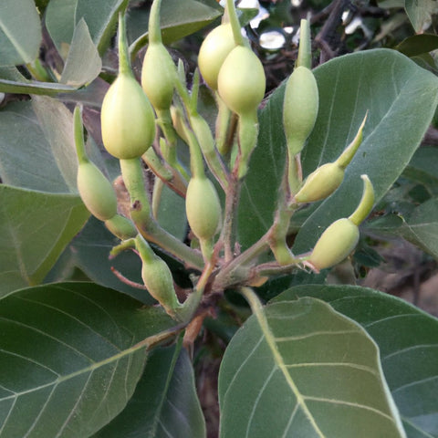 Sonchafa Plant near me