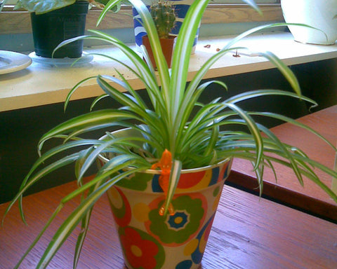 Spider Plant