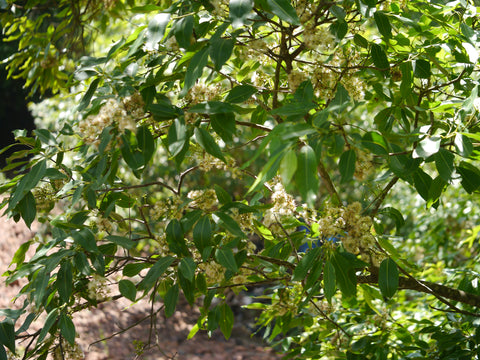 java plum plants