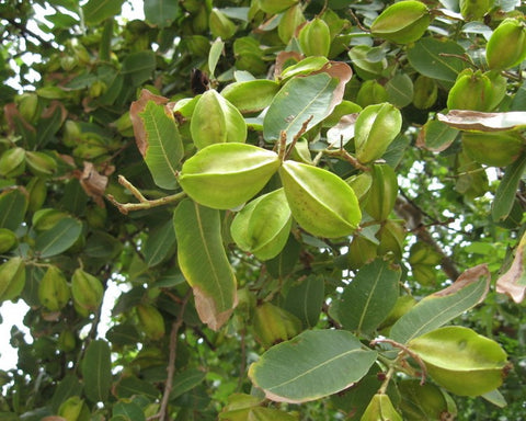 Terminalia arjuna