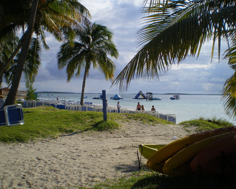 The Majesty of Palm Trees