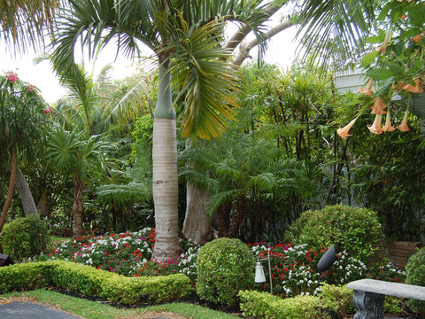 खजूर के पेड़ और विदेशी फूलों वाला ट्रॉपिकल गार्डन
