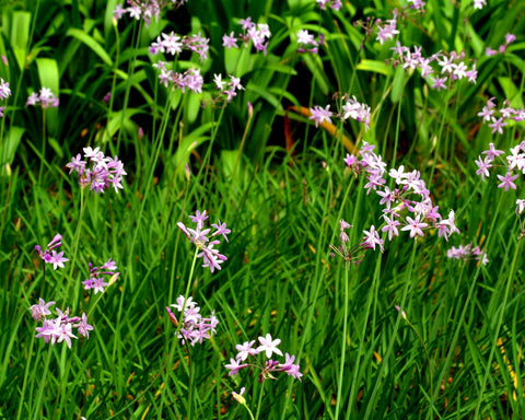 Tulbaghia violacea