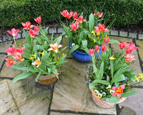 Tulipa spp