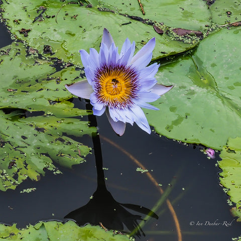 Water Lily