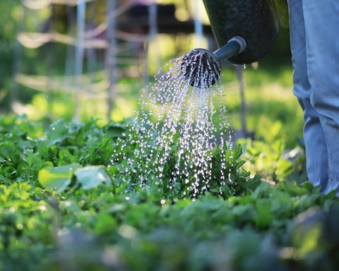 Watering Strategies