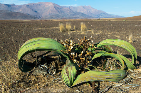 Welwitschia mirabilis