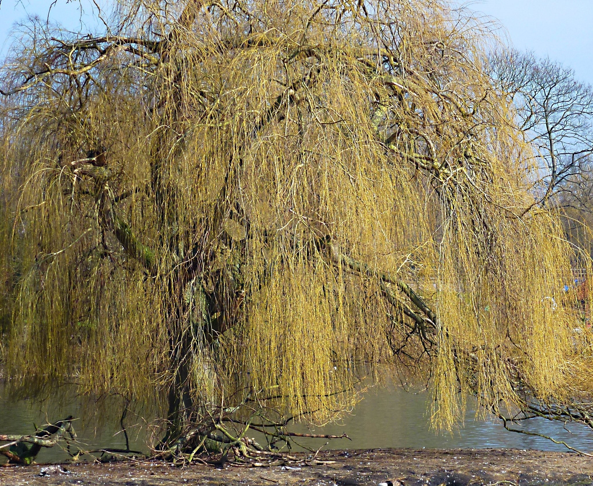 Willow Trees