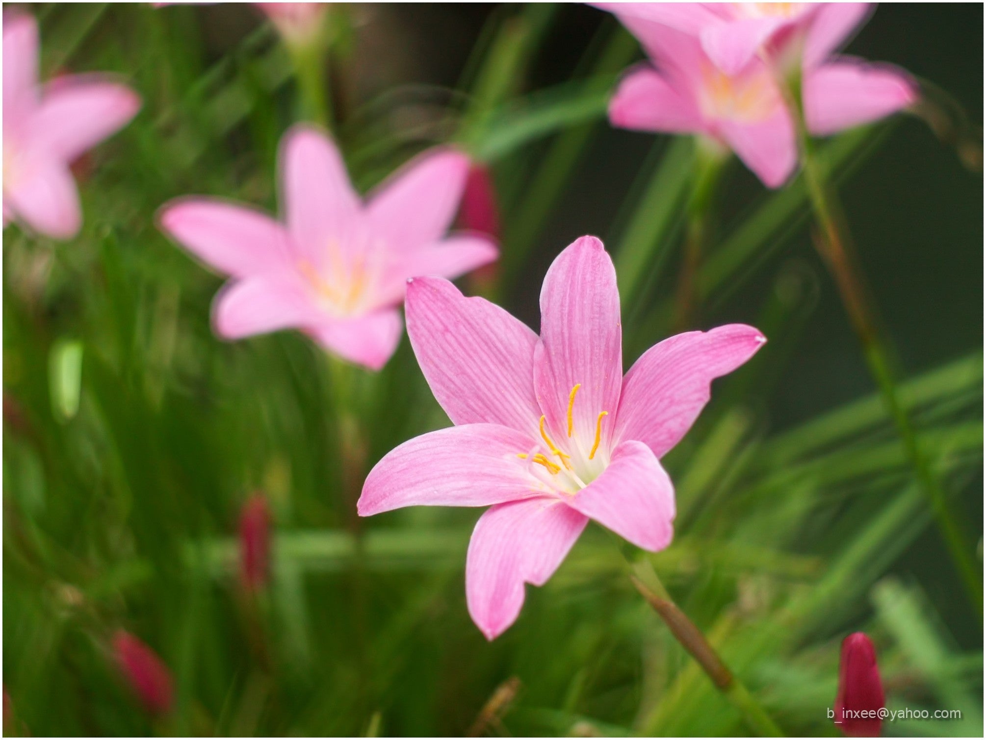 Zephyranthes spp